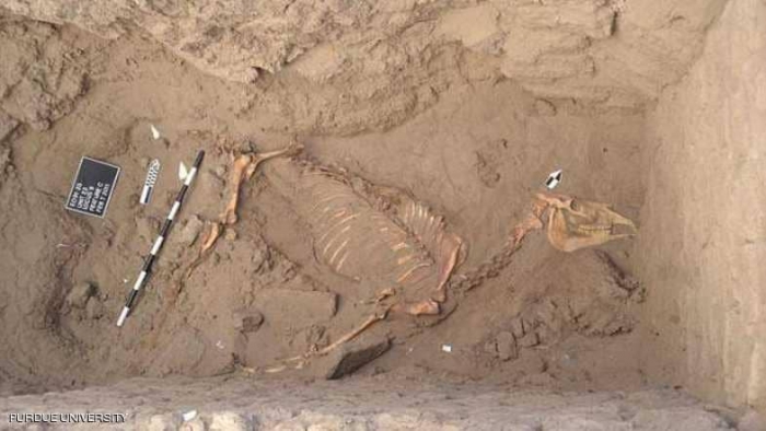 أسرار تاريخية تكشفها رفات حصان مصري في السودان