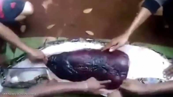 ثعبان ضخم يبتلع امرأة في إندونيسيا