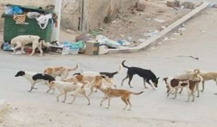 الكلاب والحوثيين يرعبون العاصمة اليمنية صنعاء