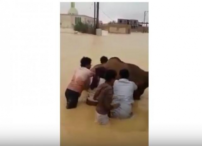 بالصور والفيديو : هكذا تم انقاذ الجمل الغارق في مياه الامطار بالمهرة .. شاهد
