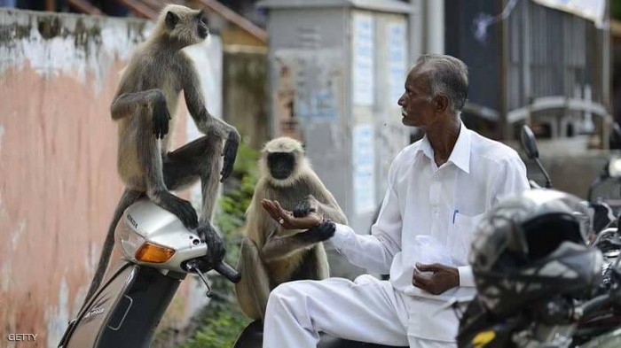 القرود تقلق الحكومة الهندية قبل الانتخابات